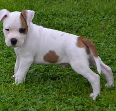 Foto 4 van de pups