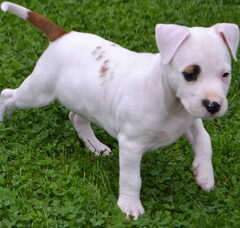 Foto 5 van de pups