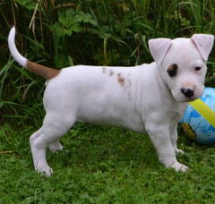 Foto 6 van de pups
