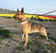 Foto 2 van Westfriesland working dogs