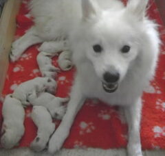 Foto 2 van de pups