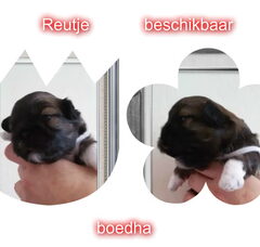 Foto 2 van de pups