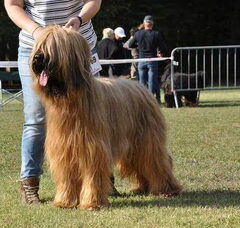 Foto 2 van de pups