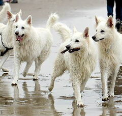 Foto 3 van Zwitserse witte herder kennel Misthy's Friends