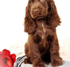 Foto 2 van de pups