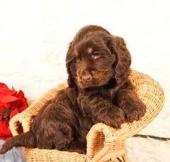 Foto 4 van de pups