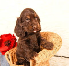 Foto 5 van de pups