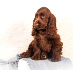 Foto 6 van de pups