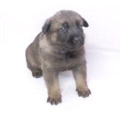 Foto 2 van de pups