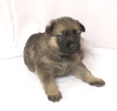 Foto 3 van de pups