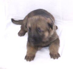 Foto 4 van de pups