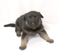 Foto 5 van de pups