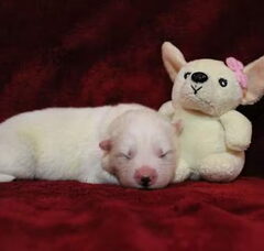 Foto 2 van de pups