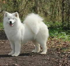 Foto 4 van de pups