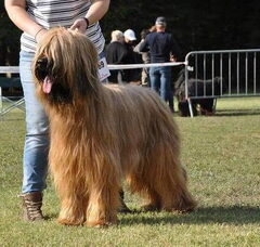 Foto 2 van de pups
