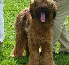 Foto 3 van de pups