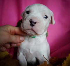 Foto 2 van de pups