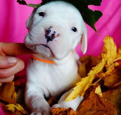 Foto 4 van de pups