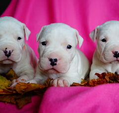 Foto 5 van de pups
