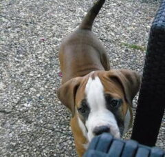 Foto 3 van de pups