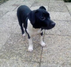 Foto 4 van de pups