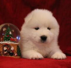 Foto 6 van de pups