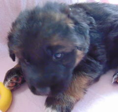 Foto 2 van de pups
