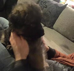 Foto 3 van de pups
