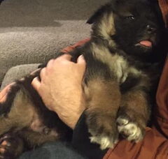 Foto 4 van de pups