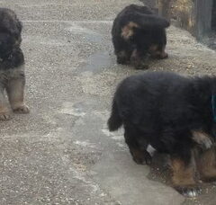 Foto 5 van de pups