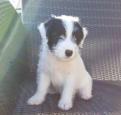Foto 2 van de pups