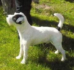Foto 3 van de pups