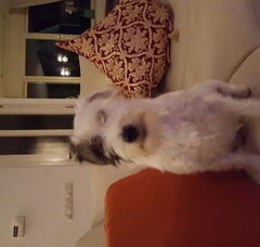 Foto 4 van de pups