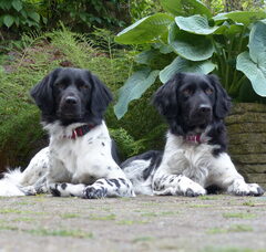 Foto 2 van Fan'e Sudewyn