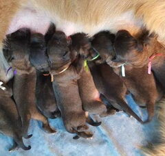 Foto 2 van de pups