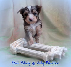Foto 3 van de pups