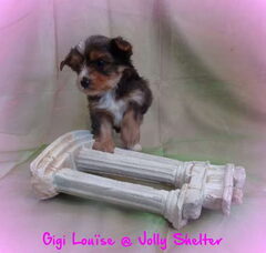 Foto 4 van de pups