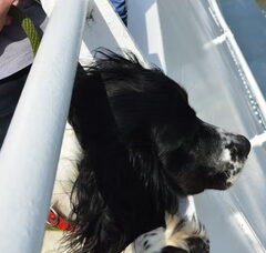 Foto 3 van Kennel Sumaringahem (KMSH Van het Bramendal)