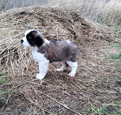 Foto 2 van de pups