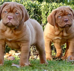 Foto 2 van de pups