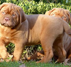 Foto 3 van de pups