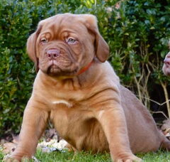 Foto 4 van de pups