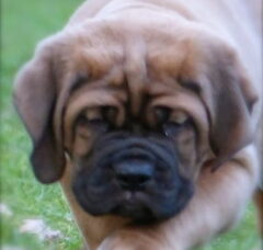Foto 5 van de pups