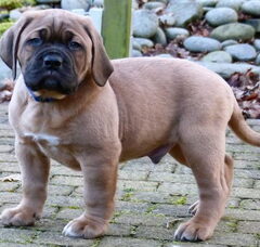Foto 6 van de pups