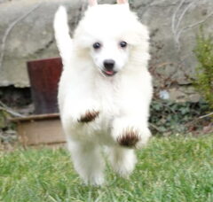 Foto 2 van de pups