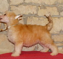 Foto 3 van de pups
