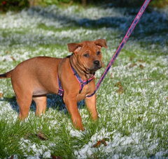 Foto 2 van de pups