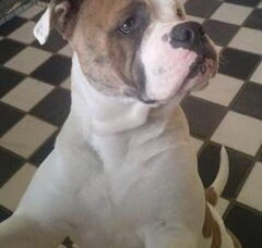Foto 2 van Ayrshire Bulldogs