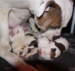 Foto 3 van Ayrshire Bulldogs