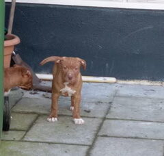 Foto 2 van de pups